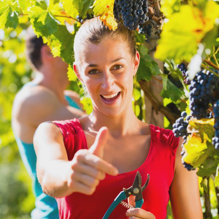 Branje grožđa kao dodatna ponuda gostu