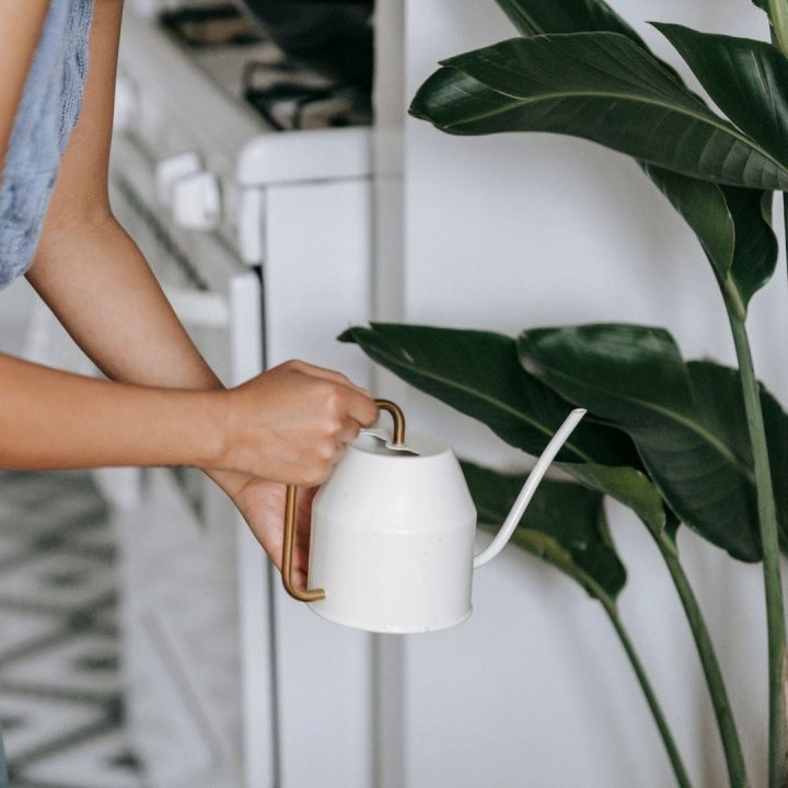 Ukrasno bilje u kuhinji