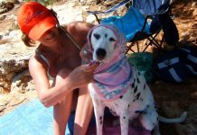 Rady jak podróżować ze zwierzakiem