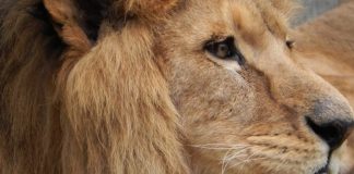 Zagreb ZOO in the Maksimir park a place to visit with your family and children Zagreb ZOO in the Maksimir park