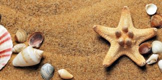 Que faire avec les coquillages que vous avez ramassés pendant vos vacances? Mušle