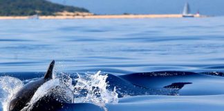 Delfíny – prečo je ich možné nájsť práve v chorvátskom mori