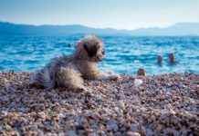 Top 5 beaches for dogs in Dalmatia