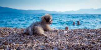 Top 5 beaches for dogs in Dalmatia