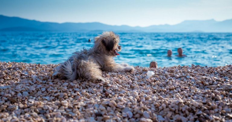 Top 5 beaches for dogs in Dalmatia