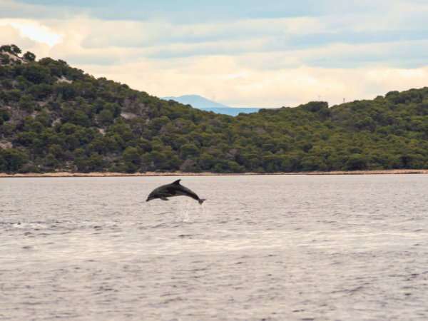 Delfin